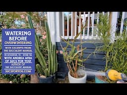 Watering succulents before overwintering