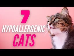 Hypoallergenic Cats For People With Allergies