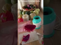 Pitahaya große Drachenfrüchte ernten