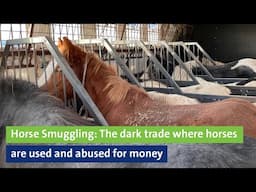 Horse Smuggling: The dark trade where horses are used and abused for money