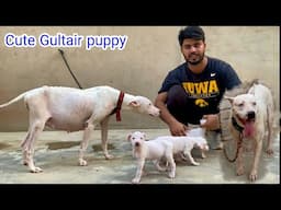 Gultair puppy ready for new 🏠 home | Punjabi Shok Vlogs