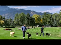 Golf Dogs Doing Their Golf Jobs