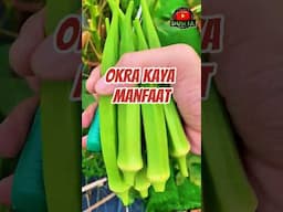 Tanam Okra Kaya Manfaat