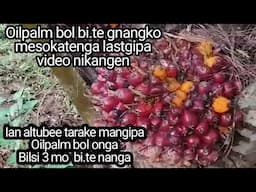 Oilpalm bi.teko palna ra.angako bangija vlog video kaatenga