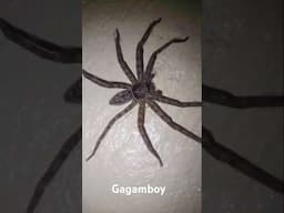 Spider / Gagamba #shorts #shortvideo