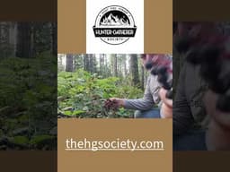 Foraging Minute: Discovering Salal Berries: A Forager's Hidden Gem