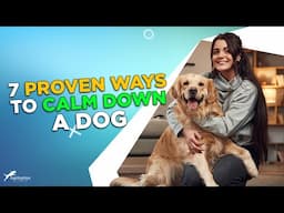 7 Proven Ways to Calm Down A Dog