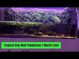 Tropical Drip-Wall Paludarium 1 Month Later!