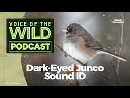 Episode 30: Dark-Eyed Junco – Voice of the Wild