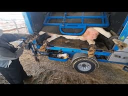 Hoof Trimming & Filling Hay Box