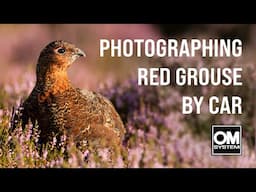 Photographing Red Grouse in Purple Heather - Yorkshire Moors