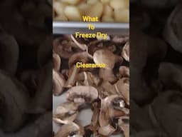 what to freeze dry