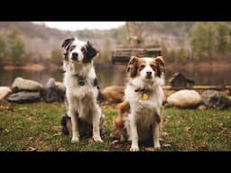 A Perfect Weekend with Australian Shepherds