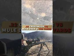 .22 Creedmoor VS Mule Deer - 750 Yard KILL SHOT #Hornady 80 GR ELD-X