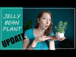 SEDUM RUBROTINCTUM UPDATE! Jelly Bean Plant Propagation Update.