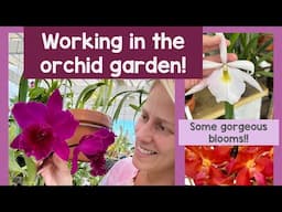 Working in the orchid garden! Let’s see some blooms!