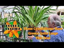 All About Staking Cymbidium Bloom Spikes