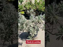 Crossostephium plant / lavender-herbal plant 🌱 #herbal #garden #shorts