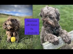 Adventures in Scotland with Watson the Labradoodle 🐾