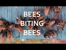 Bees Biting Bees