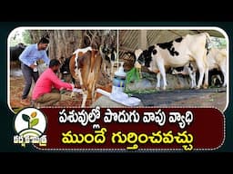 పాడి పశువుల్లో పొదుగు వాపు ముందే గుర్తించవచ్చు | Mastitis Treatment in Dairy Cattle | Karshaka Mitra