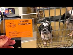 Shelter Dogs Get Adopted - Priceless Moments When Bonded Pair Dogs Realized They Are Being Adopted