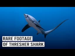 Sharks Under Threat: The Hunt For The Elusive & Endangered Thresher Shark