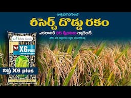 Nishta x6 Plus Paddy seeds  Telugu  | Nishta x6 Plus Paddy  variety  | Agriculture