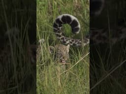 Cutest Leopard cubs 😍 #leopard #cubs #maasaimara #bigcats #bahati