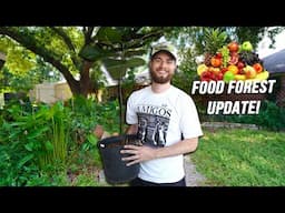 Upgrading and Updating My Permaculture Food Forest!! Zone 9, Texas