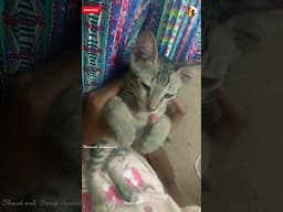 cat vibes 😻 cat video #our kitten is dancing for this song