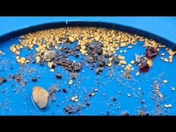 Metamorphic Gold and Gemstone Deposit Recovery | Live