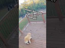 Camera Captures Golden Retriever's Hilarious Zoomies