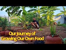 வாழை மறுதாம்பு முறை - Our Journey of Growing Our Own Food