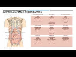 Anterior abdominal wall muscles