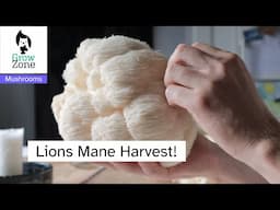 How to Harvest & Dehydrate Lion’s Mane Mushrooms 🍄 | Easy Pulled Chicken Style for Long-Term Storage