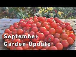 Vegetable Garden Tour and Update What's Growing and What's Ready to Harvest