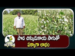 పొద చిక్కుడుకాయ సాగుతో లాభం పక్కా || Big Success with Broad beans Farming || Karshaka Mitra #agri