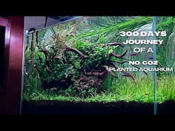 300 DAYS Journey Of A No Co2 PLANTED Freshwater AQUARIUM