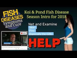 Help For Sick Fish Koi & Pond Fish Disease Season 2018 Intro