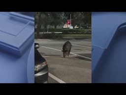 Wild hog spotted roaming Publix parking lot in Florida