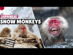 How to see snow monkeys in Japan? | Nagano winter Japan vlog (EVERYTHING you need to know)