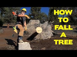 How To Fell A Tree With A Chainsaw | Best Tutorial for 2023!