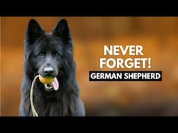 5 Things German Shepherd Dog Owners Must Never Forget