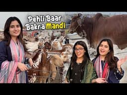 Zindagi Mein Pehli Baar Bakra Mandi Gai 😍 | Cow Ne Attack Kar Diya 😭