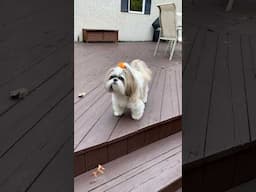 Who’s That Barking? Shih Tzu Neighborhood Watch 🤣 #shorts #shihtzu #youtubehighfive