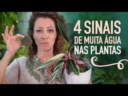 4 SINAIS de muita ÁGUA na PLANTA: NÃO ERRE MAIS!