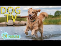 DOG TV: Best Video to Prevent Boredom Dogs While You're Away - Anti-Anxiety Music for Dogs