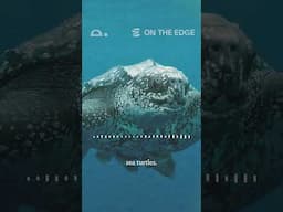 The Animal Sensemaker | The leatherback turtle