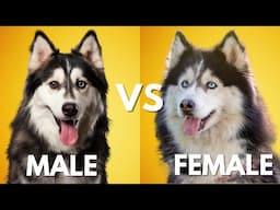 Male Vs Female Siberian Husky: 10 Differences Between Them